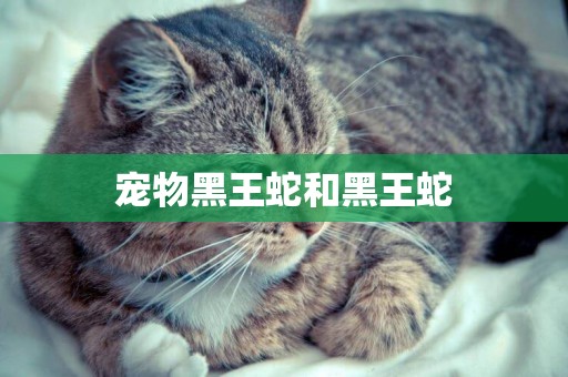 寵物黑王蛇和黑王蛇
