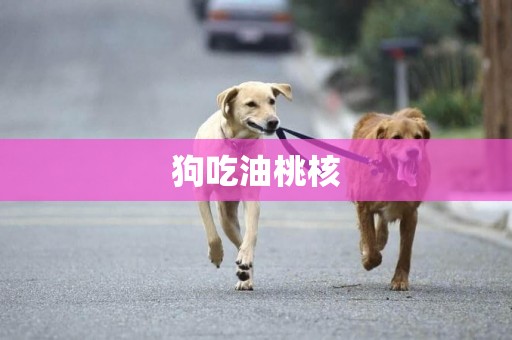 狗吃油桃核