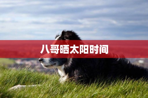 八哥曬太陽時間