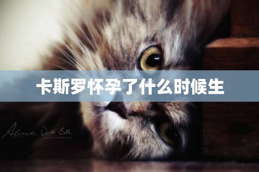 卡斯羅懷孕了什么時候生
