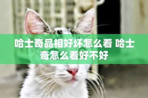 哈士奇品相好壞怎么看 哈士奇怎么看好不好