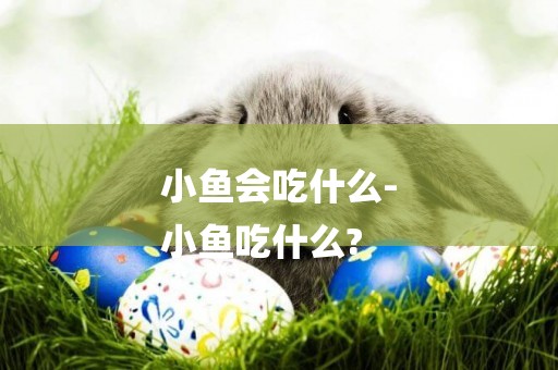 小魚會吃什么-
小魚吃什么?