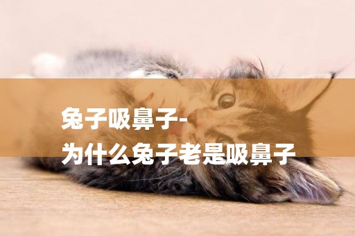 兔子吸鼻子-
為什么兔子老是吸鼻子