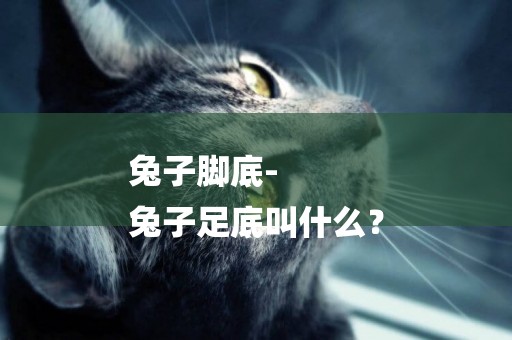 兔子腳底-
兔子足底叫什么？