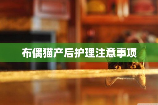布偶貓產后護理注意事項