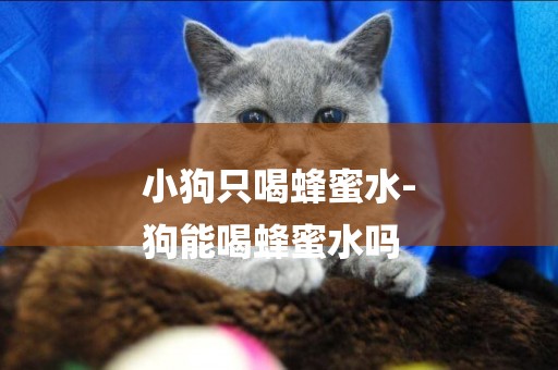 小狗只喝蜂蜜水-
狗能喝蜂蜜水嗎