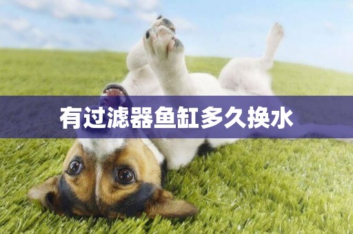 有過濾器魚缸多久換水