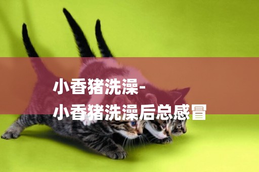 小香豬洗澡-
小香豬洗澡后總感冒
