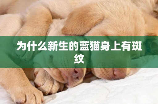 為什么新生的藍貓身上有斑紋