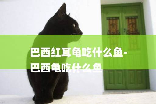 巴西紅耳龜吃什么魚-
巴西龜吃什么魚