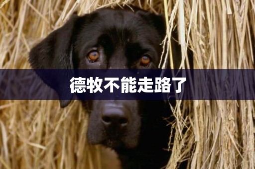 德牧不能走路了
