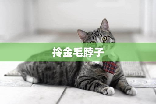 拎金毛脖子