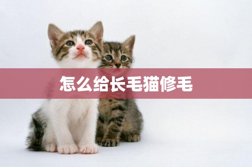 怎么給長毛貓修毛