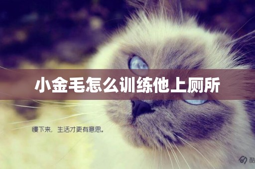 小金毛怎么訓練他上廁所