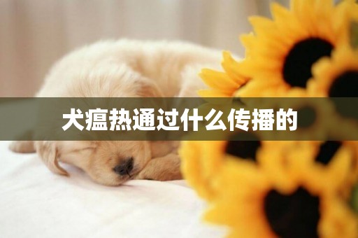 犬瘟熱通過什么傳播的