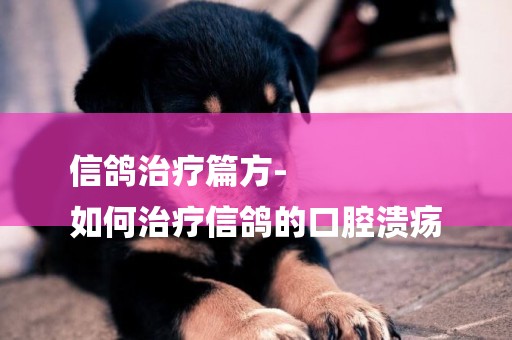 信鴿治療篇方-
如何治療信鴿的口腔潰瘍