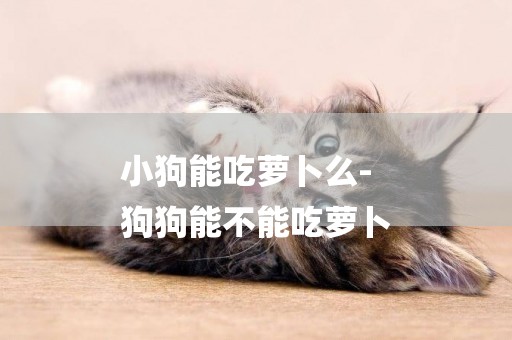 小狗能吃蘿卜么-
狗狗能不能吃蘿卜