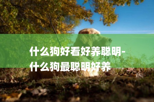 什么狗好看好養聰明-
什么狗最聰明好養