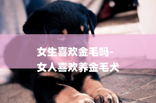 女生喜歡金毛嗎-
女人喜歡養金毛犬