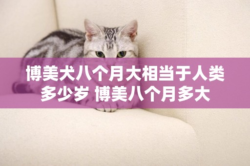 博美犬八個月大相當于人類多少歲 博美八個月多大