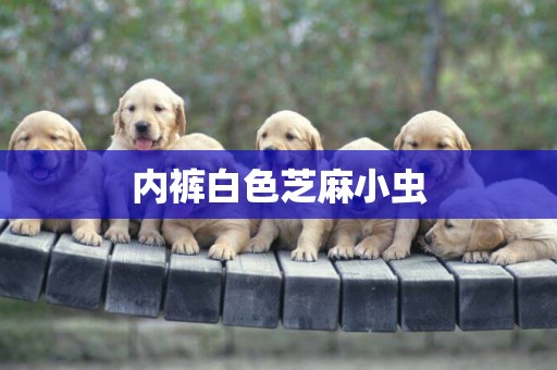 內褲白色芝麻小蟲
