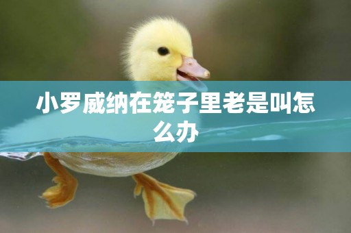 小羅威納在籠子里老是叫怎么辦