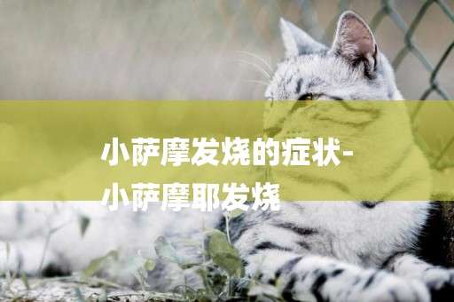 小薩摩發燒的癥狀-
小薩摩耶發燒