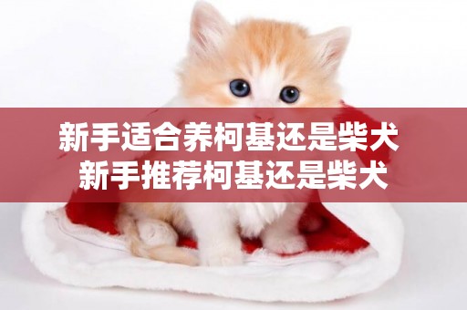 新手適合養柯基還是柴犬 新手推薦柯基還是柴犬