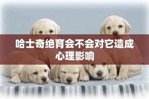 哈士奇絕育會不會對它造成心理影響