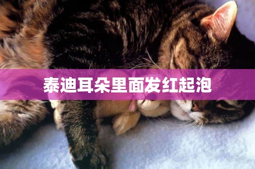 泰迪耳朵里面發紅起泡
