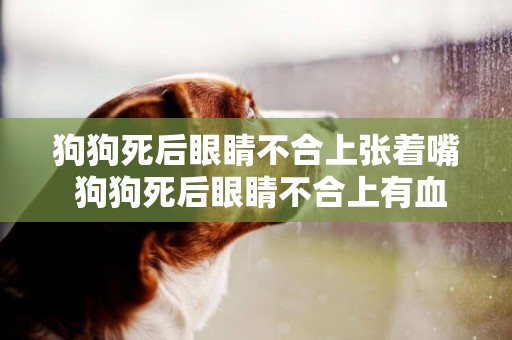 狗狗死后眼睛不合上張著嘴 狗狗死后眼睛不合上有血絲