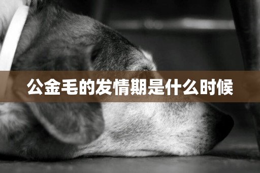 公金毛的發情期是什么時候