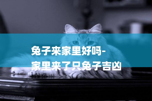 兔子來家里好嗎-
家里來了只兔子吉兇