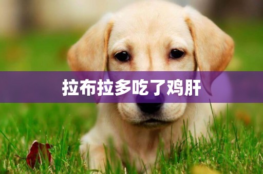 拉布拉多吃了雞肝