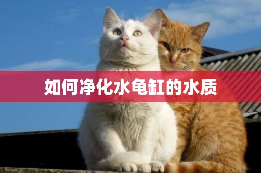 如何凈化水龜缸的水質