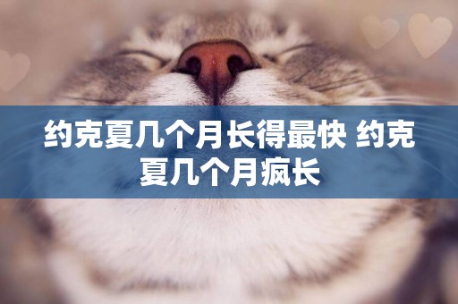 約克夏幾個月長得最快 約克夏幾個月瘋長