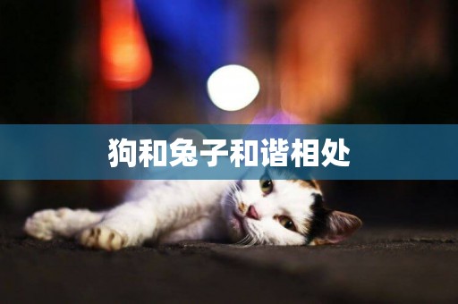 狗和兔子和諧相處