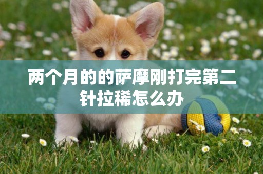 兩個月的的薩摩剛打完第二針拉稀怎么辦