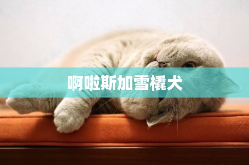 啊啦斯加雪橇犬