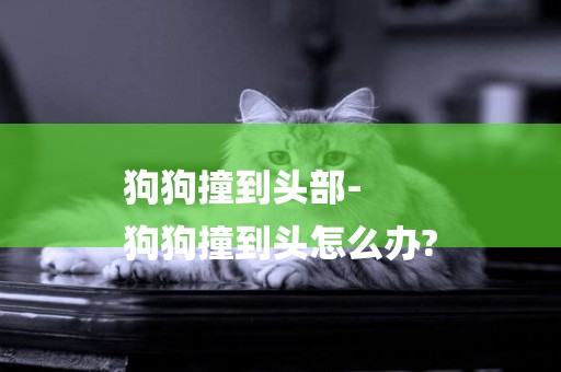 狗狗撞到頭部-
狗狗撞到頭怎么辦?