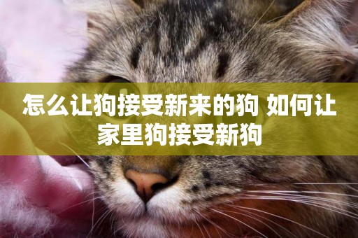 怎么讓狗接受新來的狗 如何讓家里狗接受新狗