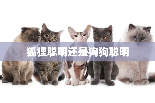 狐貍聰明還是狗狗聰明