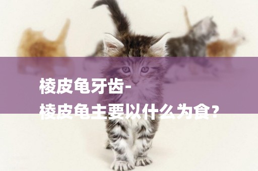 棱皮龜牙齒-
棱皮龜主要以什么為食？