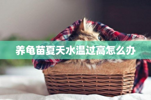 養龜苗夏天水溫過高怎么辦