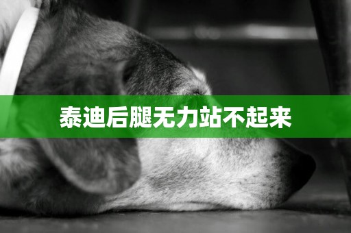 泰迪后腿無力站不起來