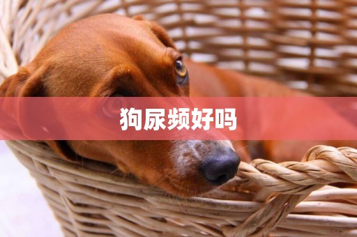 狗尿頻好嗎