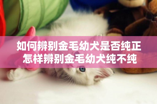 如何辨別金毛幼犬是否純正 怎樣辨別金毛幼犬純不純