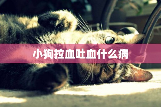 小狗拉血吐血什么病