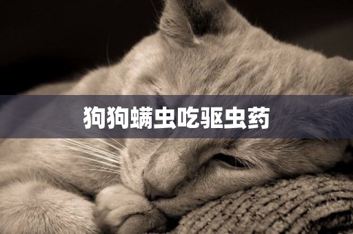 狗狗螨蟲吃驅蟲藥