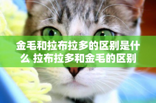 金毛和拉布拉多的區別是什么 拉布拉多和金毛的區別